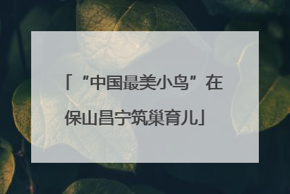 “中国最美小鸟”在保山昌宁筑巢育儿