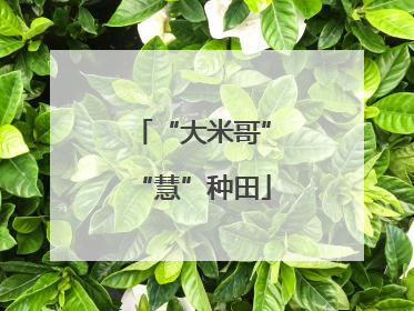 “大米哥”“慧”种田