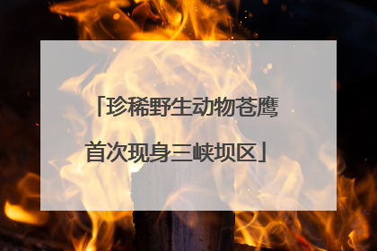 珍稀野生动物苍鹰首次现身三峡坝区