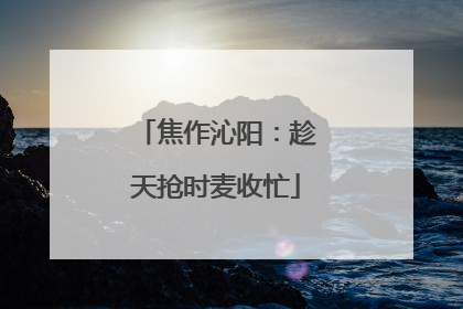 焦作沁阳：趁天抢时麦收忙