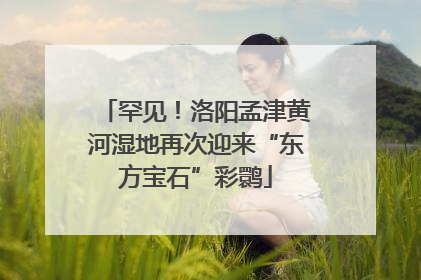 罕见！洛阳孟津黄河湿地再次迎来“东方宝石”彩鹮