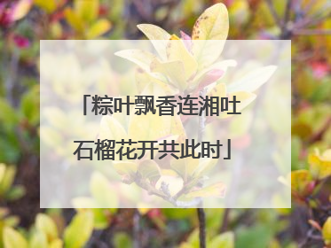 粽叶飘香连湘吐 石榴花开共此时