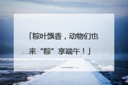 粽叶飘香，动物们也来“粽”享端午！