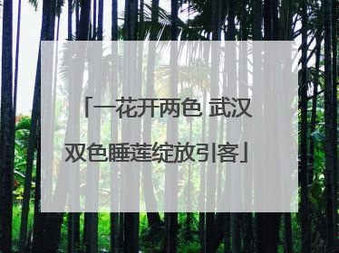 一花开两色 武汉双色睡莲绽放引客