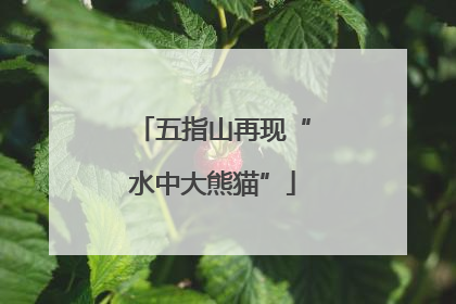 五指山再现“水中大熊猫”