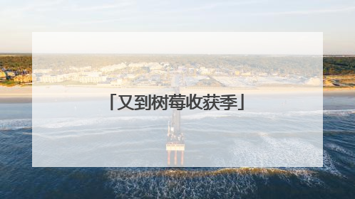 又到树莓收获季