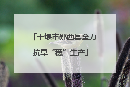 十堰市郧西县全力抗旱“稳”生产