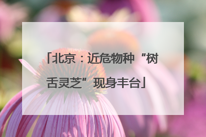 北京：近危物种“树舌灵芝”现身丰台