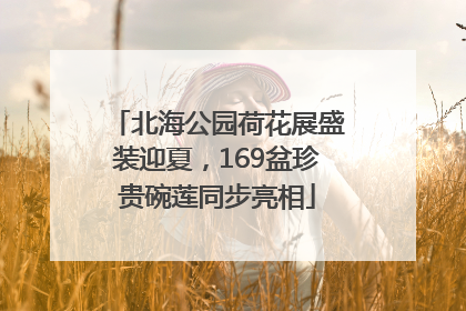 北海公园荷花展盛装迎夏，169盆珍贵碗莲同步亮相