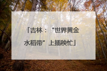 吉林：“世界黄金水稻带”上插秧忙