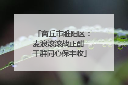 商丘市睢阳区：麦浪滚滚战正酣 干群同心保丰收