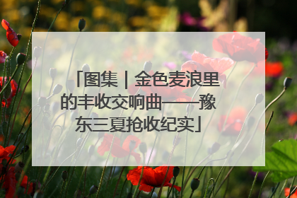 图集｜金色麦浪里的丰收交响曲——豫东三夏抢收纪实