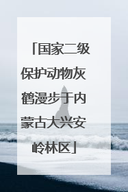 国家二级保护动物灰鹤漫步于内蒙古大兴安岭林区