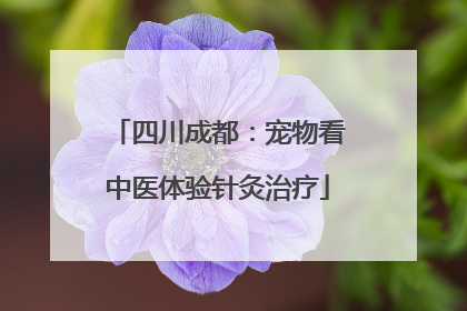四川成都：宠物看中医体验针灸治疗