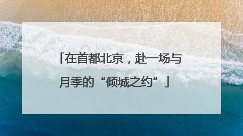在首都北京，赴一场与月季的“倾城之约”