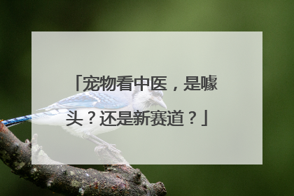 宠物看中医，是噱头？还是新赛道？