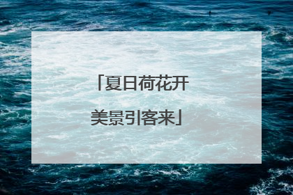 夏日荷花开 美景引客来