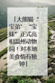 大熊猫“宝弟”“宝妹”正式亮相温州动物园！对本地美食情有独钟