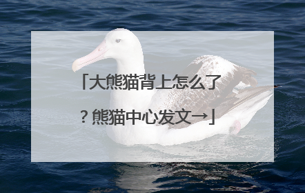 大熊猫背上怎么了？熊猫中心发文→