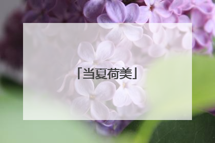 当夏荷美