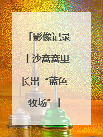 影像记录丨沙窝窝里长出“蓝色牧场”