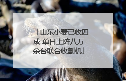 山东小麦已收四成 单日上阵八万余台联合收割机