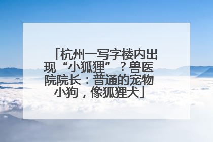 杭州一写字楼内出现“小狐狸”？兽医院院长：普通的宠物小狗，像狐狸犬