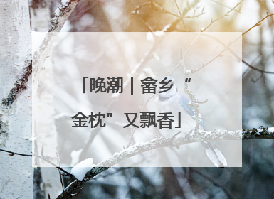 晚潮｜畲乡“金枕”又飘香