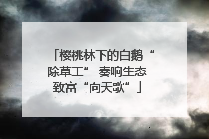 樱桃林下的白鹅“除草工” 奏响生态致富“向天歌”