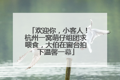 欢迎你，小客人！杭州一窝萌仔组团求喂食，大伯在窗台拍下温馨一幕