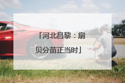 河北昌黎：扇贝分苗正当时