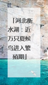 河北衡水湖：近万只夏候鸟进入繁殖期