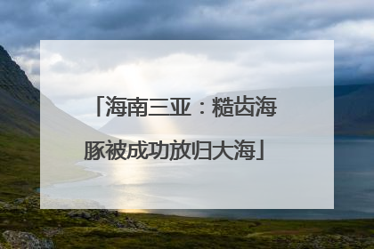 海南三亚：糙齿海豚被成功放归大海