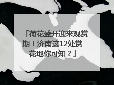 荷花盛开迎来观赏期！济南这12处赏花地你可知？