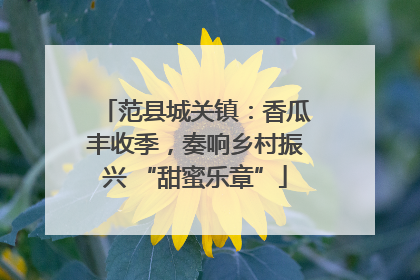 范县城关镇：香瓜丰收季，奏响乡村振兴 “甜蜜乐章”
