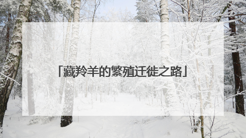 藏羚羊的繁殖迁徙之路