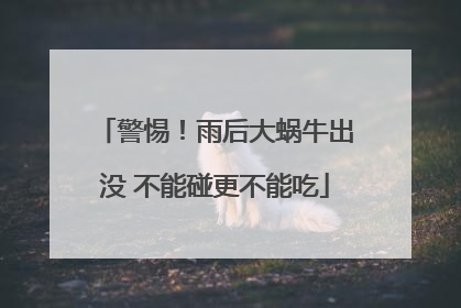 警惕！雨后大蜗牛出没 不能碰更不能吃