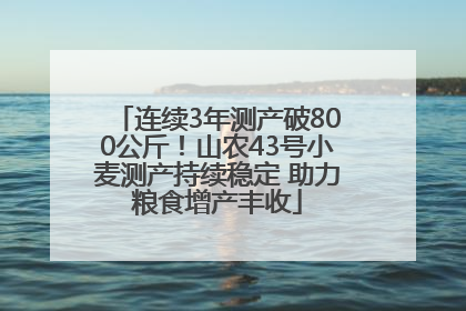 连续3年测产破800公斤！山农43号小麦测产持续稳定 助力粮食增产丰收