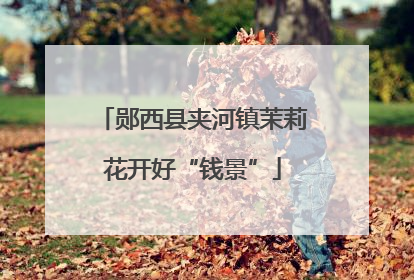 郧西县夹河镇茉莉花开好“钱景”