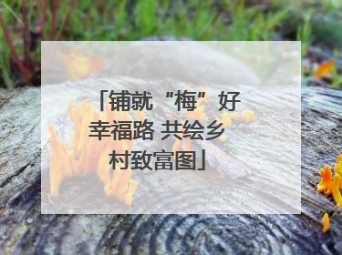 铺就“梅”好幸福路 共绘乡村致富图