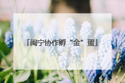 闽宁协作孵“金”蛋