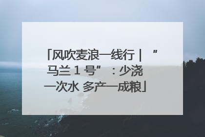 风吹麦浪一线行｜“马兰 1 号”：少浇一次水 多产一成粮