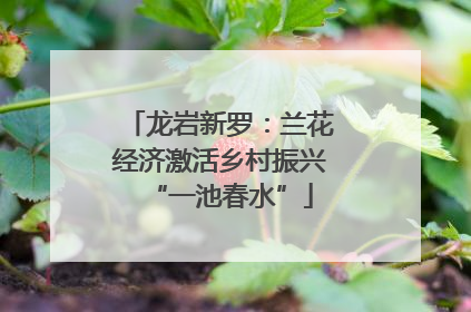 龙岩新罗：兰花经济激活乡村振兴“一池春水”