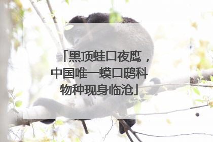 黑顶蛙口夜鹰，中国唯一蟆口鸱科物种现身临沧