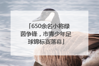 650余名小将绿茵争锋，市青少年足球锦标赛落幕