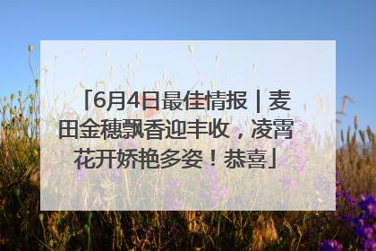 6月4日最佳情报｜麦田金穗飘香迎丰收，凌霄花开娇艳多姿！恭喜